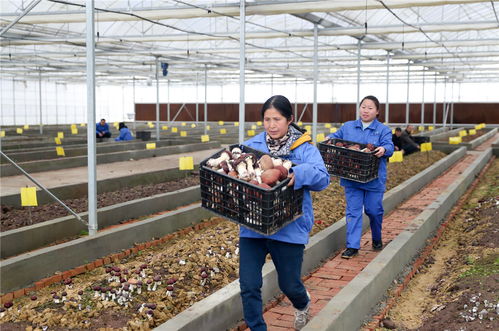 四川廣安 特色精品食用菌助農(nóng)增收